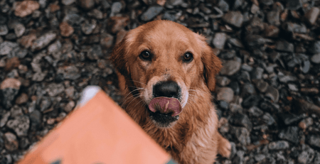 How To Calm A Hyperactive Dog