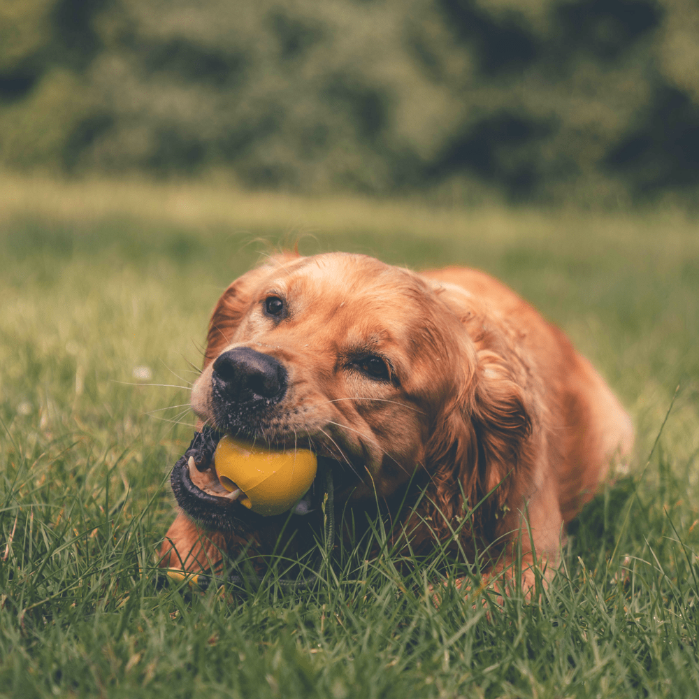 Why Do Dogs Eat Grass? 6 Causes and What It Means – Beco - Why Do Some Dogs Growl When Eating Grass