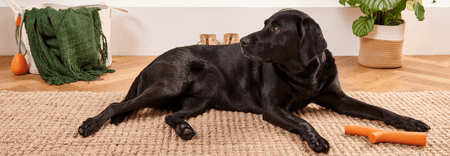 How To Calm An Anxious Dog