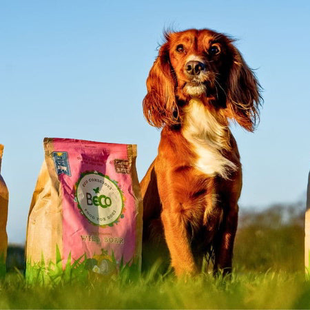 6 Best Grain-Free Dog Food   (2024)