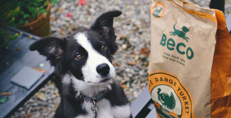 puppy besides a Beco food