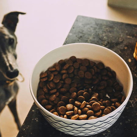 What is Crude Fat in Dog Food and How Much Should There Be