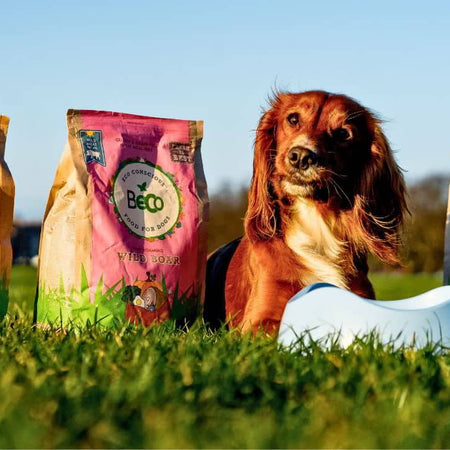 What is Crude Protein in Dog Food and How Much is Optimum?