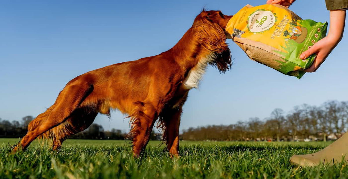 Curated visual reference: Fresh Look at Common Dog Food Allergies Signs Diagnosis Treatment