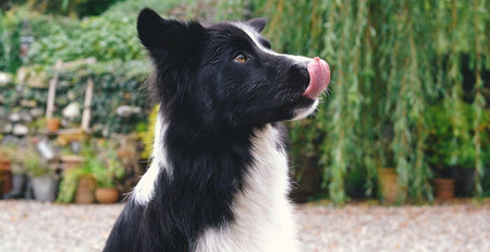 dog licking lips