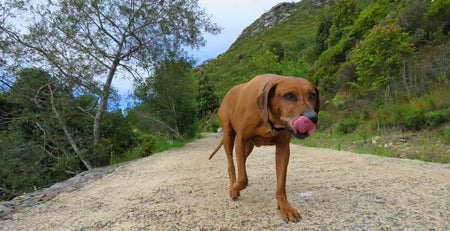 dog walking