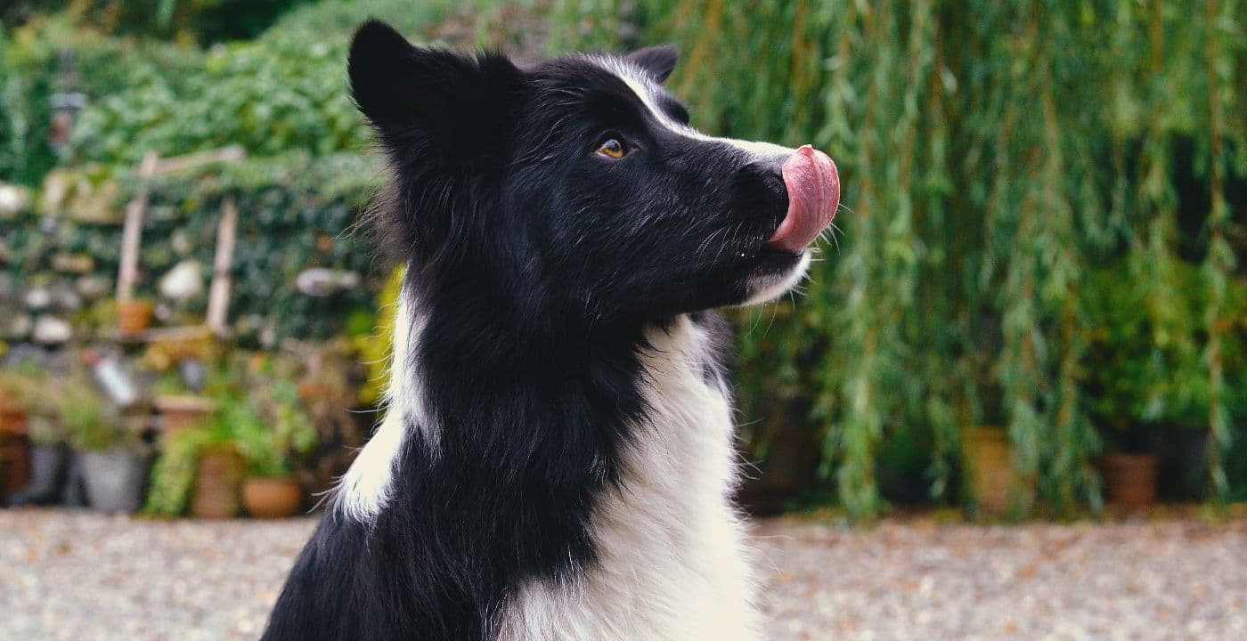 Illustration of Why Grain Free Is Better For Dogs Protein