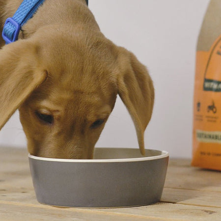 The Puppy Feeding Guide