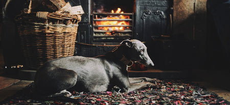 dog inside the house