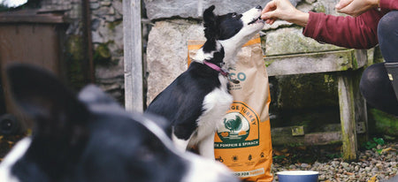 owner feeding a dog