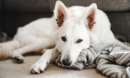 white dog lying in the carpet