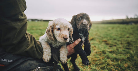 puppy care 101