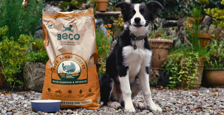 single protein dog food