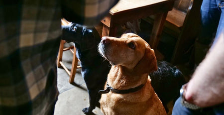 when can puppies have treats and what to give them