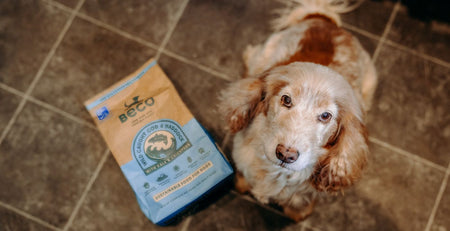 puppy with dog food