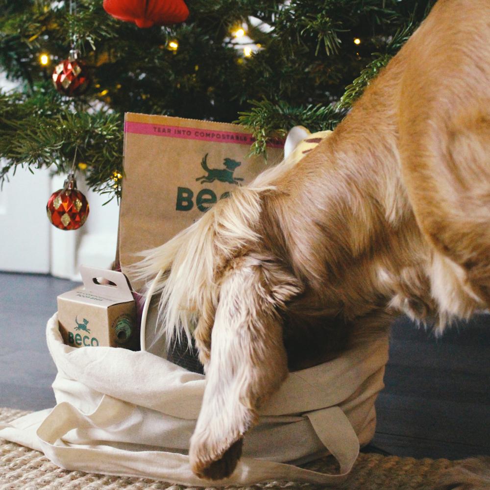 Can Dogs Eat Christmas Dinner? Beco