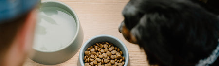 Eco friendly dog products