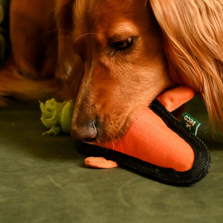 Plush Carrot Dog Toy
