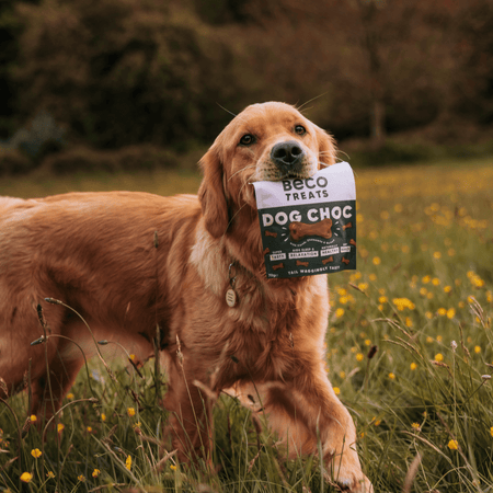 Dog Choc Treats with Carob, Chamomile & Quinoa