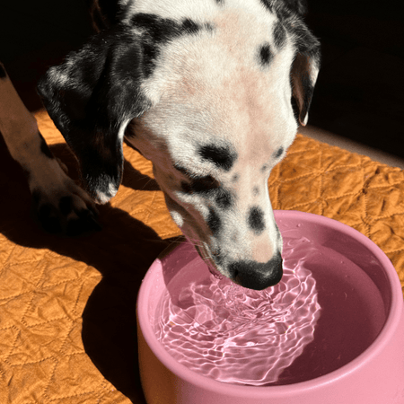 Steady Dog Bowl
