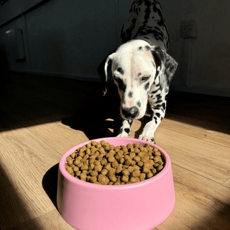 Steady Dog Bowl