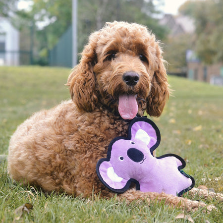Plush Koala Dog Toy