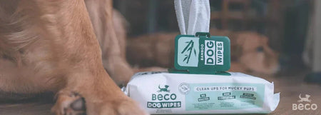 Dog Tear Stains: Causes, Removal & Prevention
