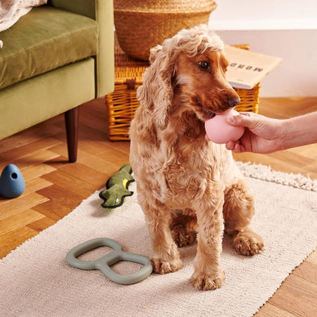 How To Entertain A Dog Alone At Home? 9 Ways