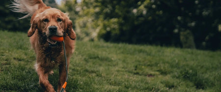 Should I Get A Dog? 10 Things to Consider