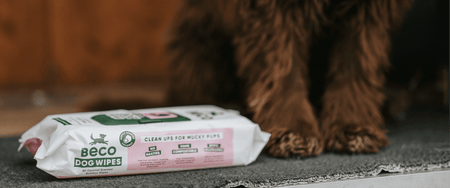 Puppy Toilet Training At Night: The Complete Guide