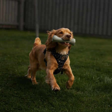 12 Things No One Tells You About Getting A Puppy