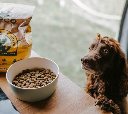 What Do Dogs Eat? Comprehensive Guide to Canine Nutrition