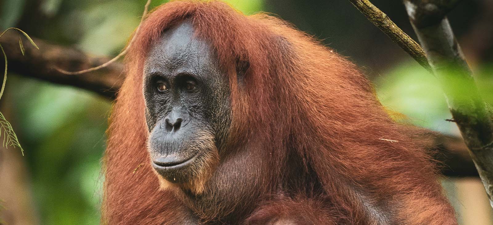 Sumatran <br>Orangutan Society