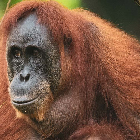 Sumatran <br>Orangutan Society