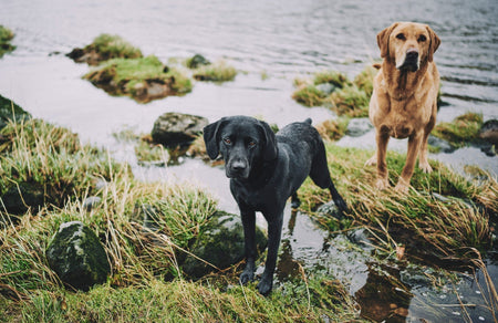 NAWT 50th Anniversary