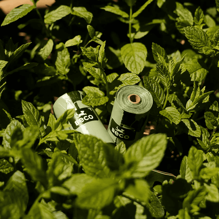 Why Does My Dog Poop in Other People's Houses?