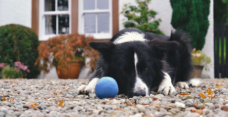 a puppy that lacks appetite