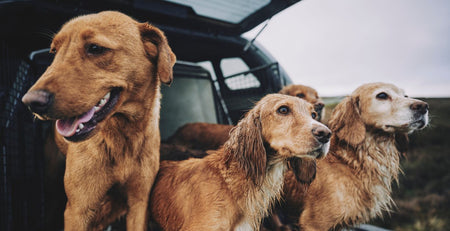 Obesity In Dogs | Causes, Risks & How To Help