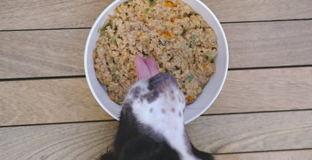 What Can Dogs Drink Besides Water? & What They Can't