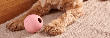 How Many Toys Should A Puppy Have?