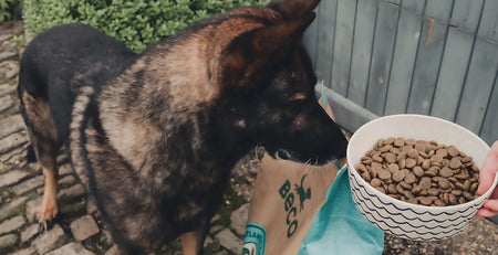 Is It Bad to Give an Adult Dog Puppy Food? Expert Insights