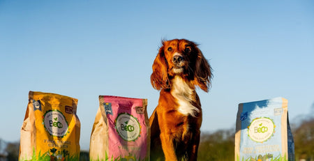 Can Adult Dogs Eat Puppy Food?