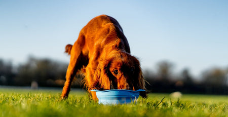 Puppy Pack Essentials: What Should Be Included?