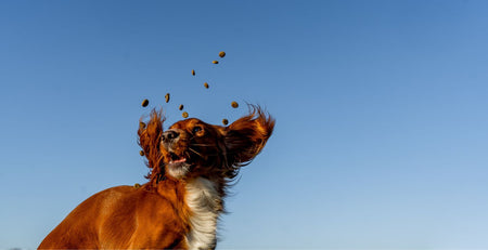 best hypoallergenic dog treats