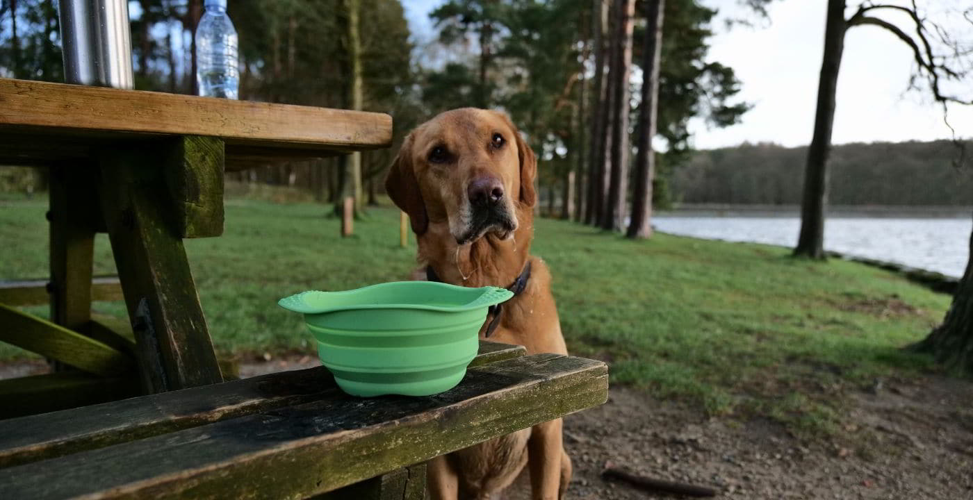 dog with a food in the seat