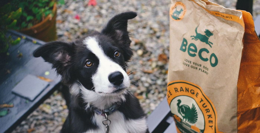 Changing Puppy/Dog Food Too Quickly | Symptoms & Vet Tips – Beco
