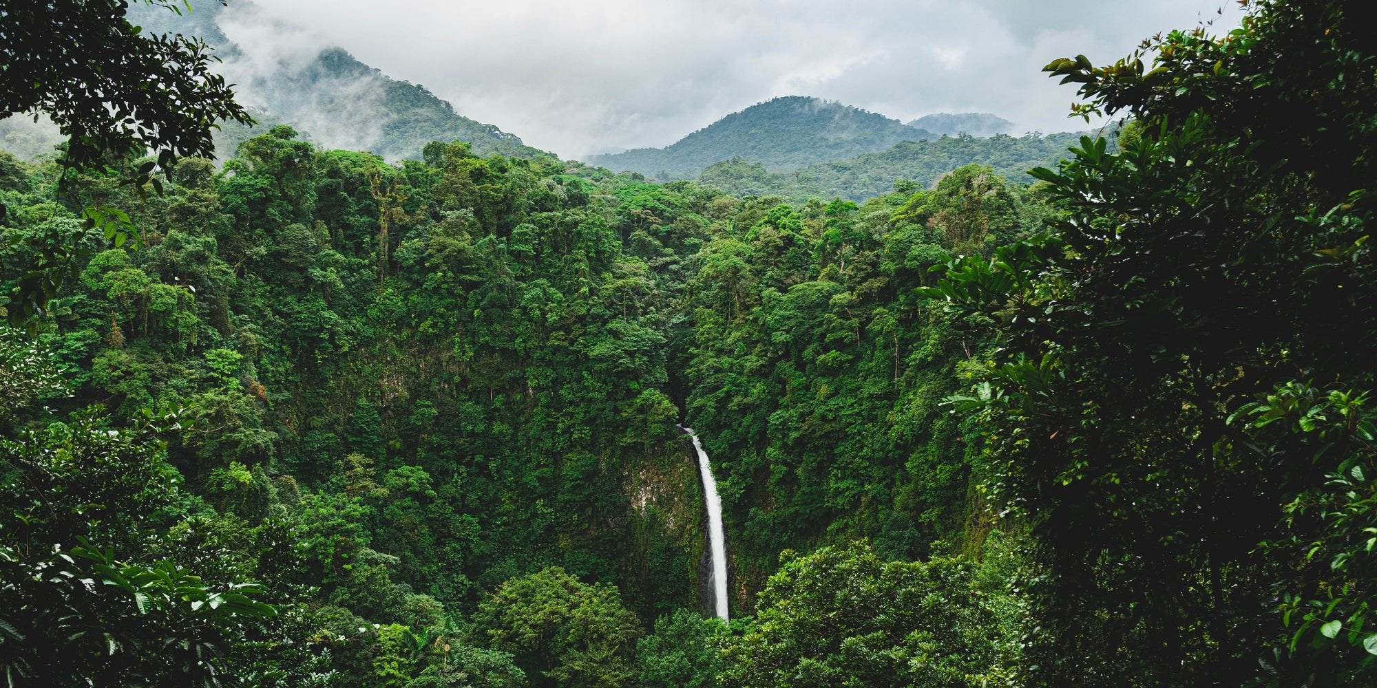 Reforesting<br>Costa Rica