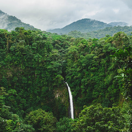 Reforesting<br>Costa Rica