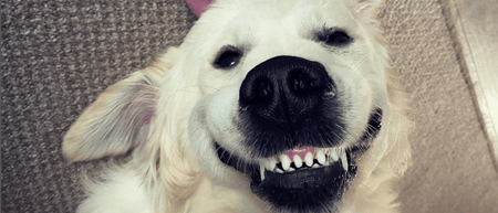 How To Clean Your Dog's Teeth Naturally
