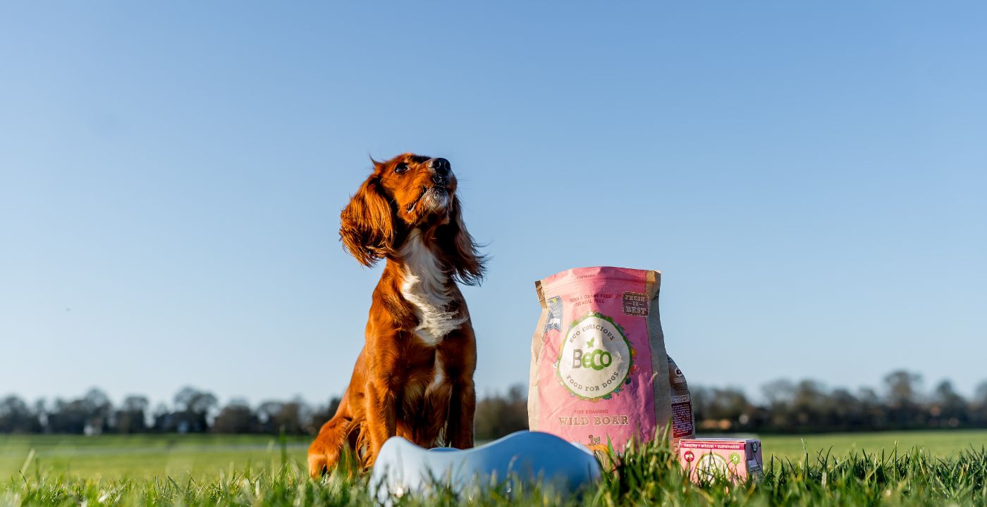 dog beside Beco foods